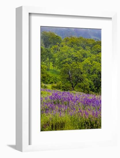 USA, California, Crescent City, Redwoods National Park, Silky Lupine-Joe Restuccia III-Framed Photographic Print