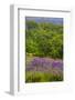 USA, California, Crescent City, Redwoods National Park, Silky Lupine-Joe Restuccia III-Framed Photographic Print