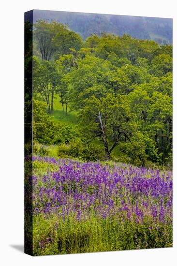 USA, California, Crescent City, Redwoods National Park, Silky Lupine-Joe Restuccia III-Stretched Canvas