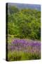 USA, California, Crescent City, Redwoods National Park, Silky Lupine-Joe Restuccia III-Stretched Canvas