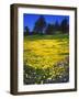 USA, California, Cuyamaca Rancho Sp. Lupine and Tidy Tip Wildflowers-Jaynes Gallery-Framed Photographic Print