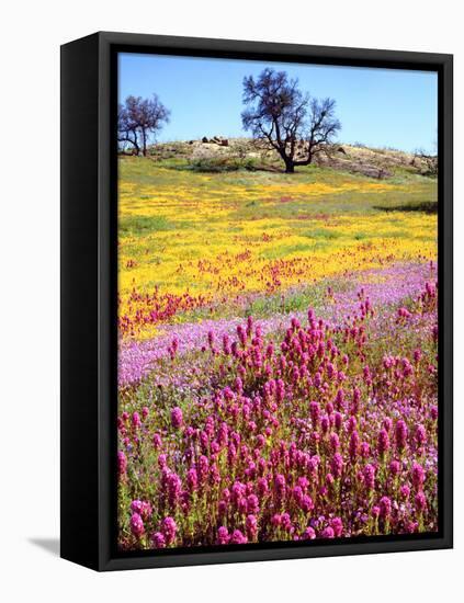 USA, California, Cuyamaca Rancho Sp. Vibrant Wildflowers Blooming-Jaynes Gallery-Framed Stretched Canvas