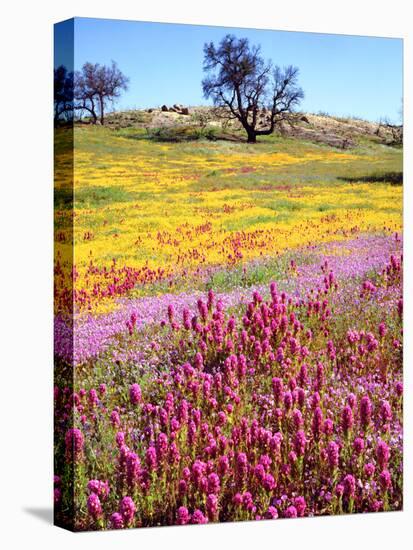USA, California, Cuyamaca Rancho Sp. Vibrant Wildflowers Blooming-Jaynes Gallery-Stretched Canvas