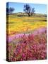 USA, California, Cuyamaca Rancho Sp. Vibrant Wildflowers Blooming-Jaynes Gallery-Stretched Canvas