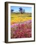 USA, California, Cuyamaca Rancho Sp. Vibrant Wildflowers Blooming-Jaynes Gallery-Framed Photographic Print