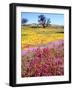 USA, California, Cuyamaca Rancho Sp. Vibrant Wildflowers Blooming-Jaynes Gallery-Framed Photographic Print