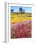 USA, California, Cuyamaca Rancho Sp. Vibrant Wildflowers Blooming-Jaynes Gallery-Framed Photographic Print