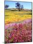 USA, California, Cuyamaca Rancho Sp. Vibrant Wildflowers Blooming-Jaynes Gallery-Mounted Photographic Print