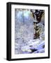 USA, California, Cuyamaca Rancho State Park. Snow-Covered Trees-Jaynes Gallery-Framed Photographic Print