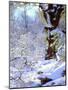 USA, California, Cuyamaca Rancho State Park. Snow-Covered Trees-Jaynes Gallery-Mounted Photographic Print