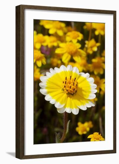 USA, California, Cuyamaca Rancho State Park. Tidy Tip Wildflowers-Jaynes Gallery-Framed Photographic Print