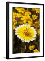 USA, California, Cuyamaca Rancho State Park. Tidy Tip Wildflowers-Jaynes Gallery-Framed Photographic Print