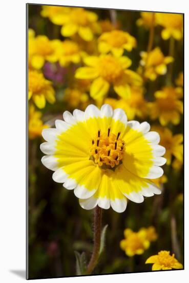 USA, California, Cuyamaca Rancho State Park. Tidy Tip Wildflowers-Jaynes Gallery-Mounted Photographic Print