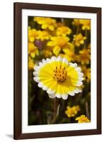 USA, California, Cuyamaca Rancho State Park. Tidy Tip Wildflowers-Jaynes Gallery-Framed Photographic Print