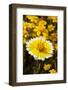 USA, California, Cuyamaca Rancho State Park. Tidy Tip Wildflowers-Jaynes Gallery-Framed Photographic Print