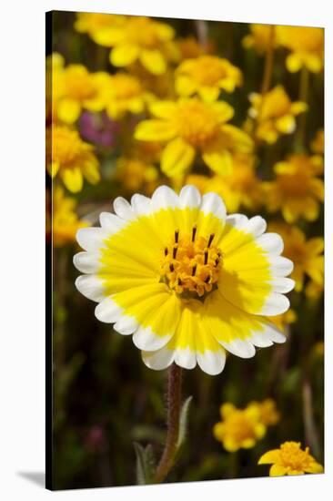 USA, California, Cuyamaca Rancho State Park. Tidy Tip Wildflowers-Jaynes Gallery-Stretched Canvas