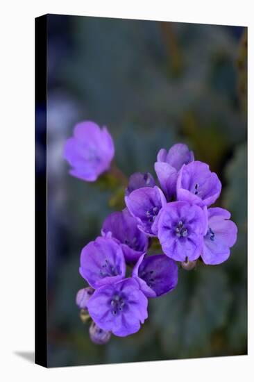 USA, California, Death Valley, Deep purple Notchleaf Phacelia wildflower.-Kevin Oke-Stretched Canvas