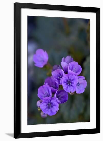 USA, California, Death Valley, Deep purple Notchleaf Phacelia wildflower.-Kevin Oke-Framed Photographic Print