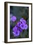 USA, California, Death Valley, Deep purple Notchleaf Phacelia wildflower.-Kevin Oke-Framed Photographic Print