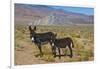 USA, California, Death Valley National Park, Butte Valley Road, Wild Burros-Bernard Friel-Framed Photographic Print