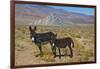 USA, California, Death Valley National Park, Butte Valley Road, Wild Burros-Bernard Friel-Framed Photographic Print