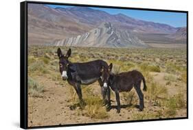 USA, California, Death Valley National Park, Butte Valley Road, Wild Burros-Bernard Friel-Framed Stretched Canvas