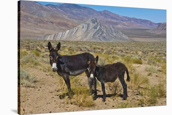 USA, California, Death Valley National Park, Butte Valley Road, Wild Burros-Bernard Friel-Stretched Canvas