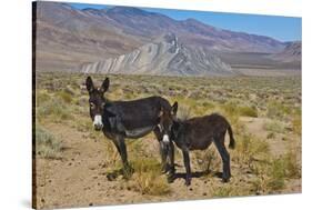 USA, California, Death Valley National Park, Butte Valley Road, Wild Burros-Bernard Friel-Stretched Canvas