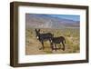 USA, California, Death Valley National Park, Butte Valley Road, Wild Burros-Bernard Friel-Framed Photographic Print