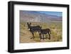 USA, California, Death Valley National Park, Butte Valley Road, Wild Burros-Bernard Friel-Framed Photographic Print