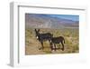 USA, California, Death Valley National Park, Butte Valley Road, Wild Burros-Bernard Friel-Framed Photographic Print