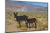 USA, California, Death Valley National Park, Butte Valley Road, Wild Burros-Bernard Friel-Mounted Photographic Print