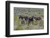 USA, California. Death Valley National Park, Butte Valley Road, Wild Burros-Bernard Friel-Framed Photographic Print