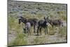 USA, California. Death Valley National Park, Butte Valley Road, Wild Burros-Bernard Friel-Mounted Photographic Print