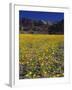 USA, California, Death Valley National Park. Desert Sunflowers-Jaynes Gallery-Framed Photographic Print