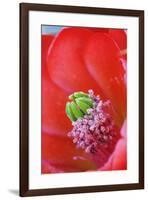 USA, California, Death Valley National Park. Detail of a Mojave mound cactus flower.-Jaynes Gallery-Framed Premium Photographic Print