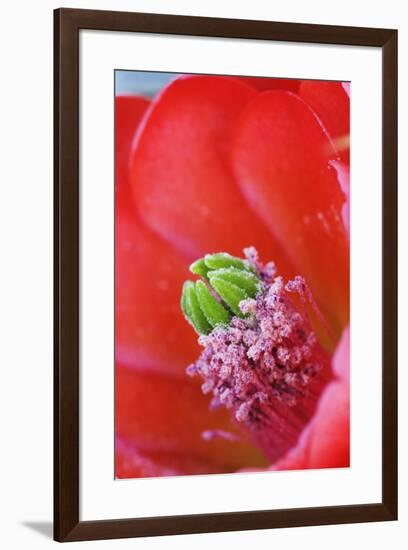 USA, California, Death Valley National Park. Detail of a Mojave mound cactus flower.-Jaynes Gallery-Framed Premium Photographic Print
