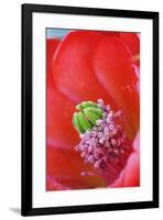 USA, California, Death Valley National Park. Detail of a Mojave mound cactus flower.-Jaynes Gallery-Framed Premium Photographic Print