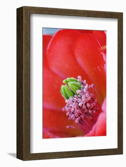 USA, California, Death Valley National Park. Detail of a Mojave mound cactus flower.-Jaynes Gallery-Framed Photographic Print