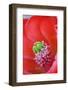 USA, California, Death Valley National Park. Detail of a Mojave mound cactus flower.-Jaynes Gallery-Framed Photographic Print
