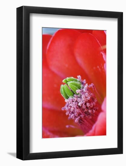 USA, California, Death Valley National Park. Detail of a Mojave mound cactus flower.-Jaynes Gallery-Framed Photographic Print