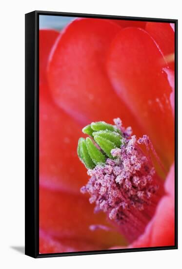 USA, California, Death Valley National Park. Detail of a Mojave mound cactus flower.-Jaynes Gallery-Framed Stretched Canvas