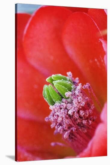 USA, California, Death Valley National Park. Detail of a Mojave mound cactus flower.-Jaynes Gallery-Stretched Canvas