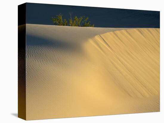 USA, California. Death Valley National Park, Mesquite Flats Sand Dunes.-Jamie & Judy Wild-Stretched Canvas