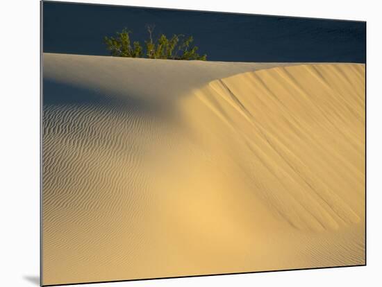 USA, California. Death Valley National Park, Mesquite Flats Sand Dunes.-Jamie & Judy Wild-Mounted Photographic Print