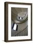 USA, California, Death Valley National Park, Spiral staircase at Scotty's Castle.-Kevin Oke-Framed Photographic Print