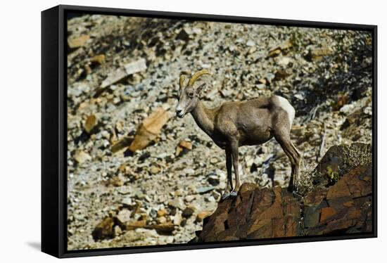 USA, California. Death Valley National Park Warm Springs Canyon, Big Horn Sheep-Bernard Friel-Framed Stretched Canvas