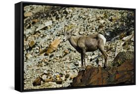 USA, California. Death Valley National Park Warm Springs Canyon, Big Horn Sheep-Bernard Friel-Framed Stretched Canvas