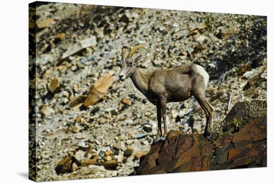 USA, California. Death Valley National Park Warm Springs Canyon, Big Horn Sheep-Bernard Friel-Stretched Canvas