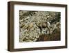 USA, California. Death Valley National Park Warm Springs Canyon, Big Horn Sheep-Bernard Friel-Framed Photographic Print